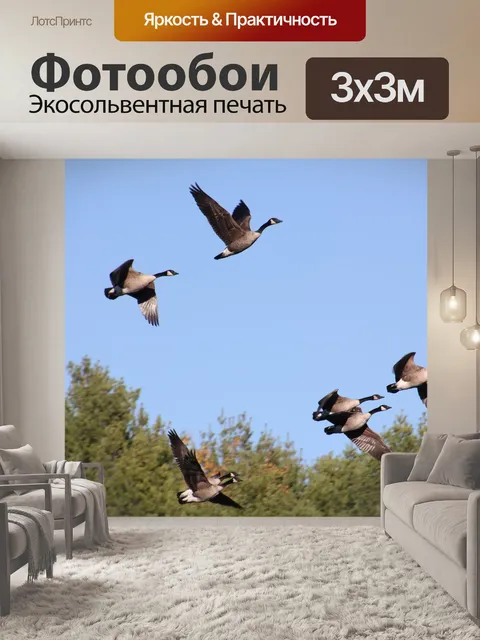 Фотообои Канадские гуси