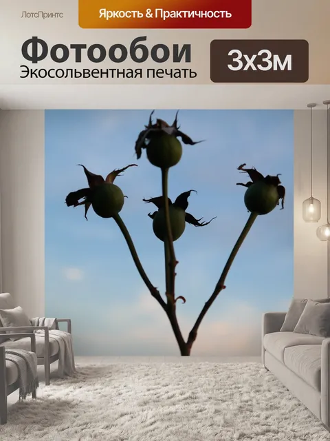 Фотообои Роза
