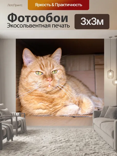 Фотообои Кот
