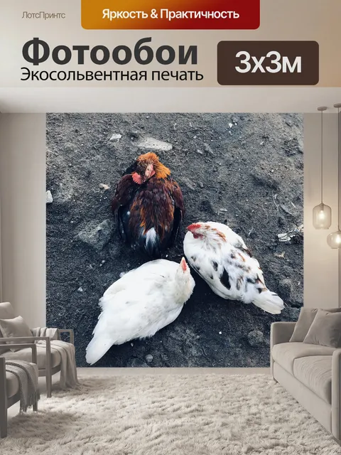 Фотообои Курица