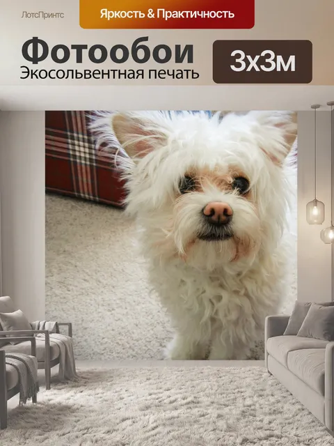 Фотообои Белый Pomapoo