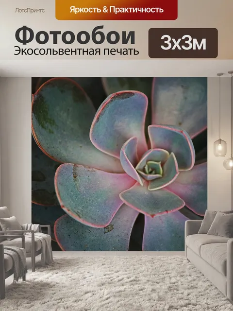 Фотообои Эчеверия суккулентное растение с розовым
