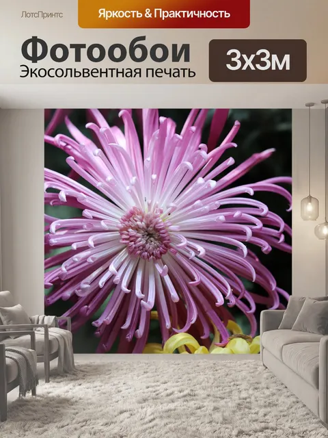 Фотообои Фиолетовый дейзи