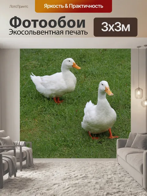 Фотообои 2 белый гусь на траве