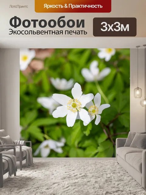 Фотообои Белые анемоны