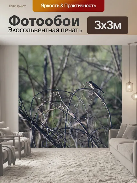 Фотообои Серый флейтовой птицы