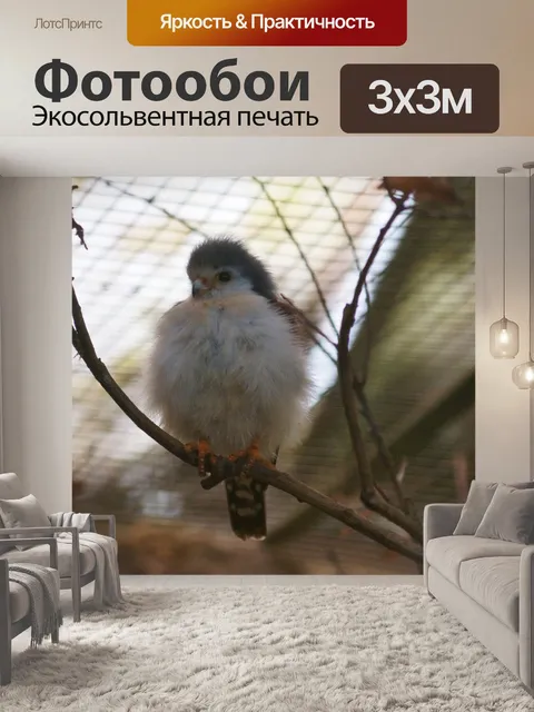 Фотообои Ошейник-карликовый сокол