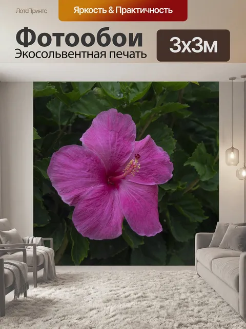 Фотообои Розовый цветок гибискуса