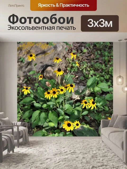 Фотообои Черноглазая Сьюзан Флауэрс
