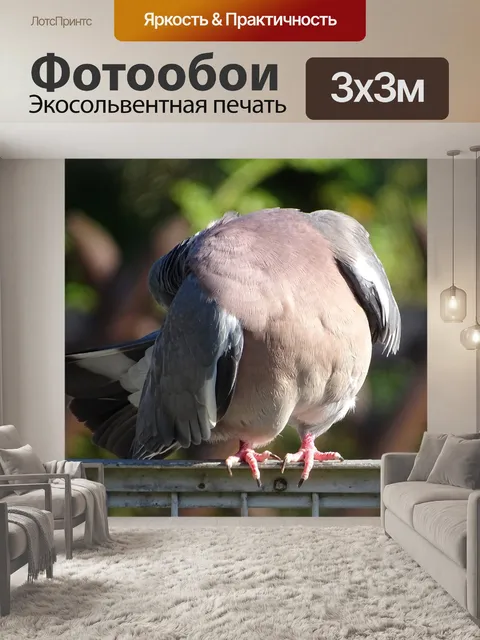 Фотообои Голубь