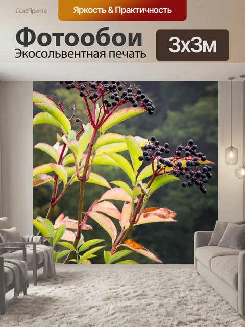 Фотообои Бузина