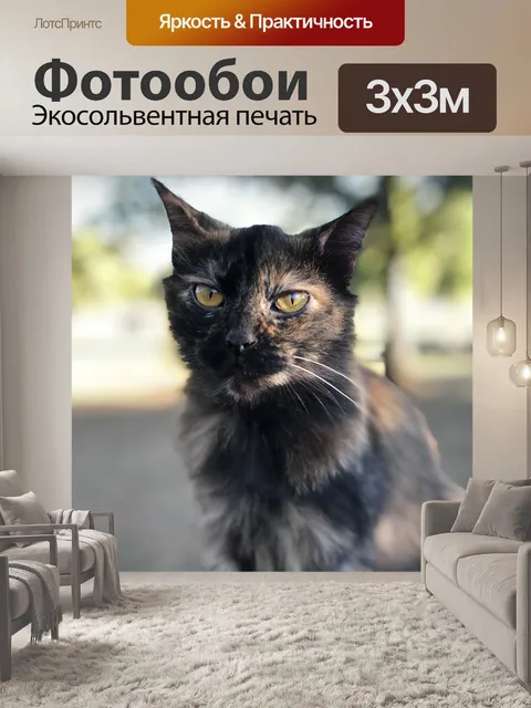 Фотообои Панцирь черепахи кошка