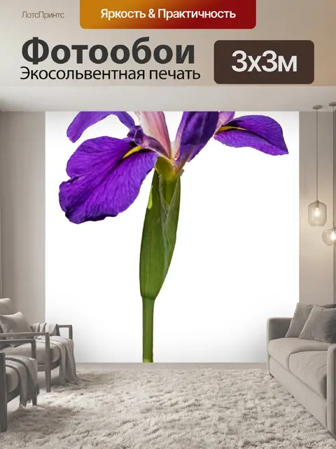 Фотообои Цветок ириса изолирован