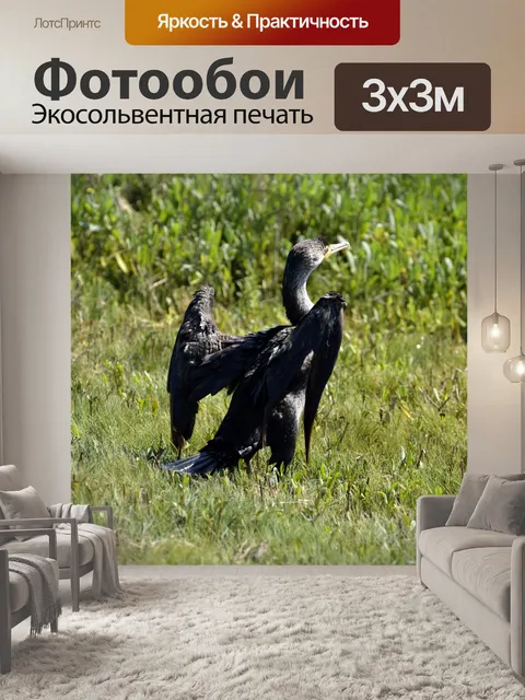 Фотообои Баклан в дикой природе