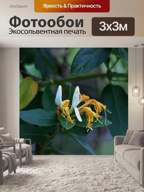 Фотообои жимолость цветы