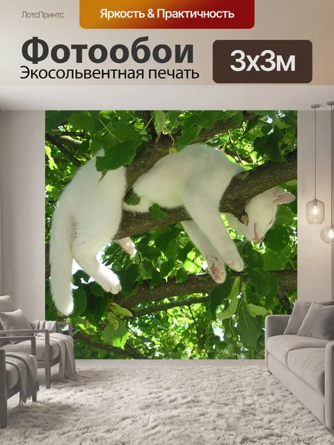 Фотообои Кот