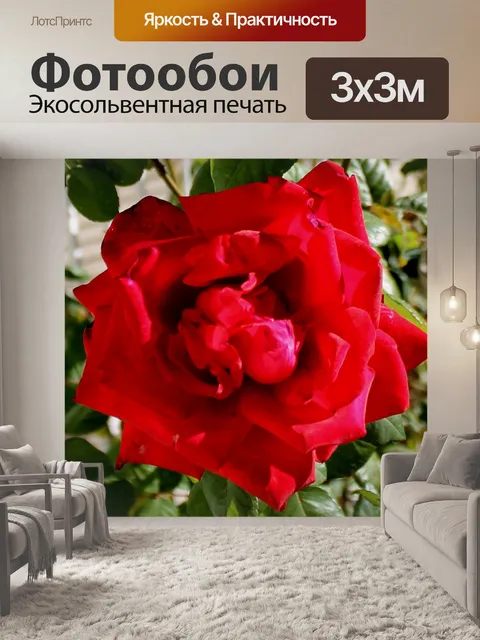 Фотообои Красная роза
