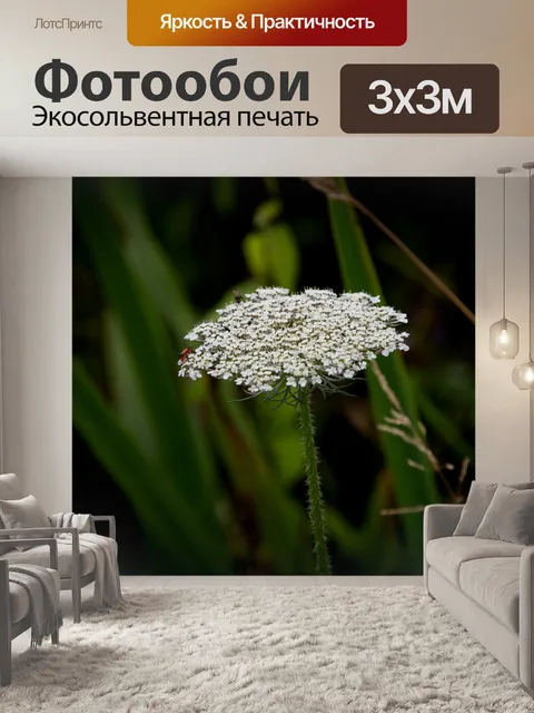 Фотообои Дикая морковь, Daucus carota, растение