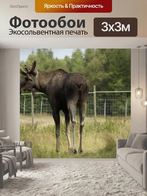 Фотообои Лось
