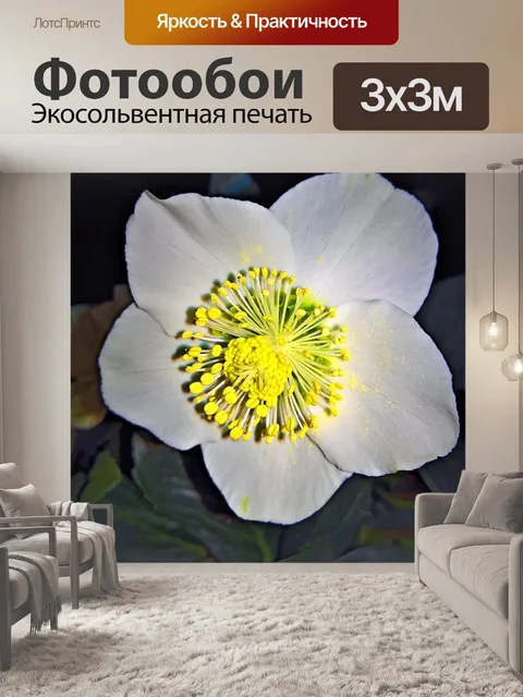 Фотообои Рождественская роза