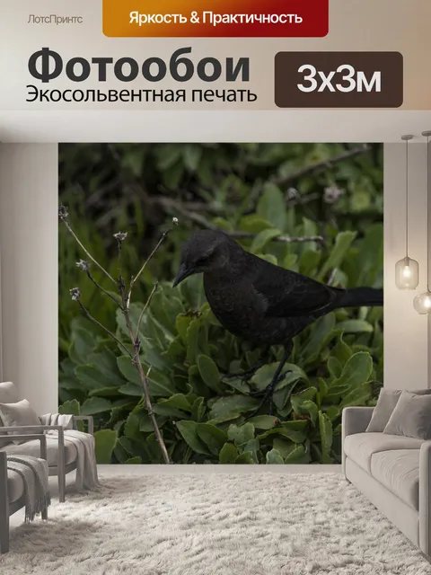 Фотообои Обыкновенная гракл-птица