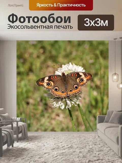 Фотообои Обычная бабочка Баки в поле