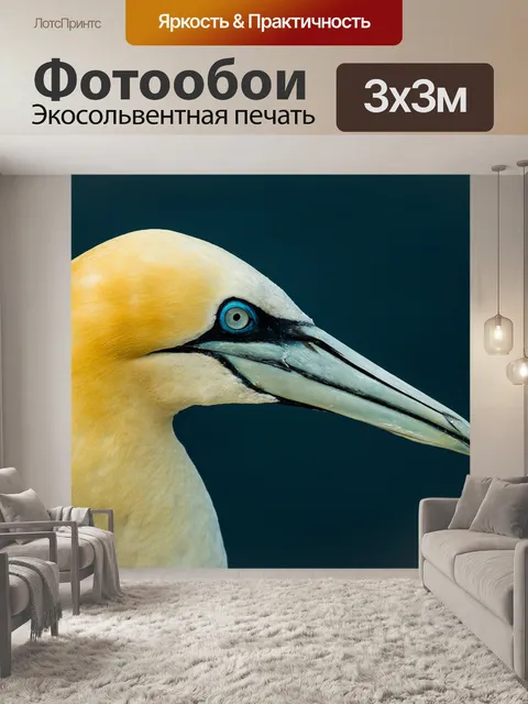 Фотообои Северная олуша