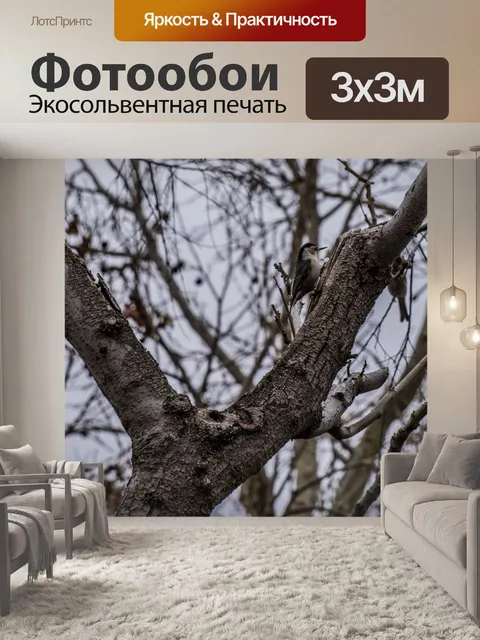 Фотообои Восходящий белогрудый поползень