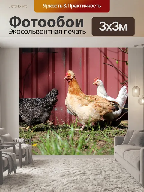 Фотообои Курица