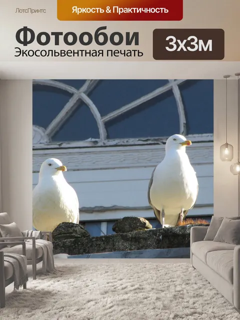 Фотообои Чайки
