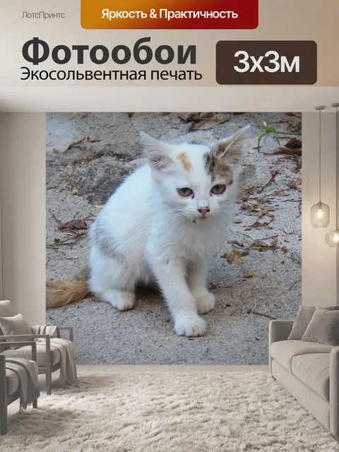 Фотообои Кот