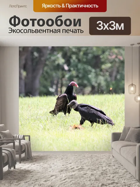 Фотообои Две турки в полевых условиях