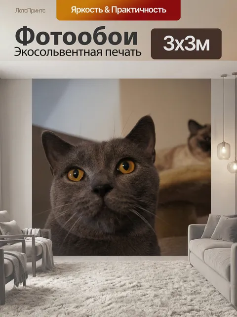 Фотообои Кот