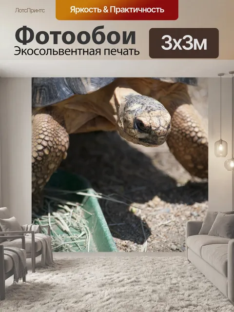 Фотообои Прогулка по черепахе
