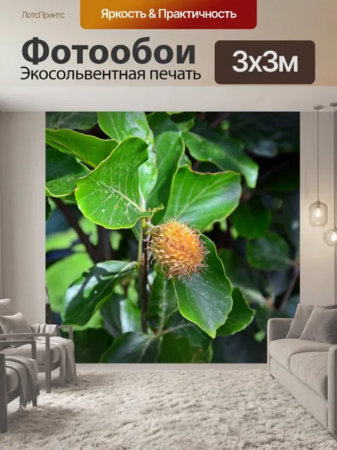 Фотообои Столбы золотой бук