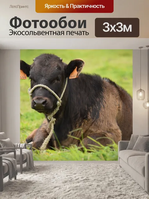 Фотообои Крупный рогатый скот