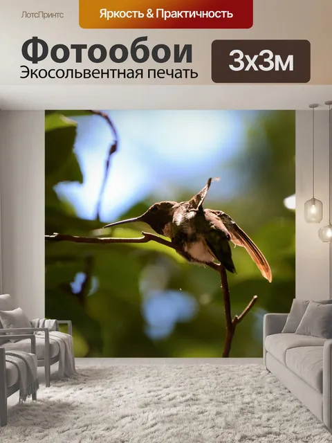 Фотообои Колибри