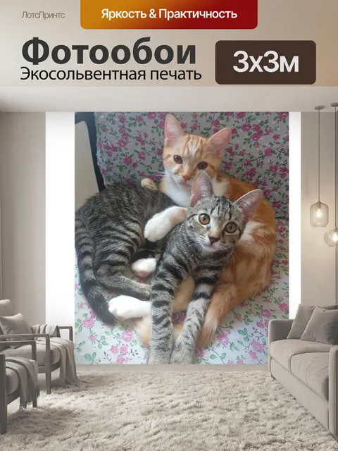 Фотообои Кошки