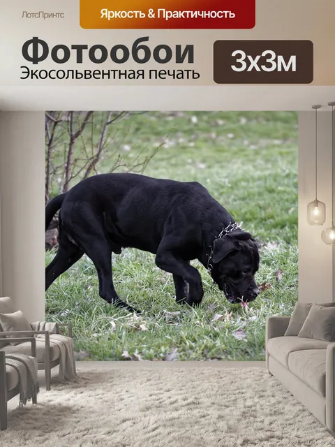 Фотообои Собака