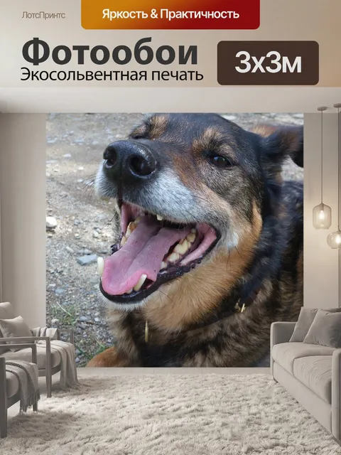 Фотообои Собака