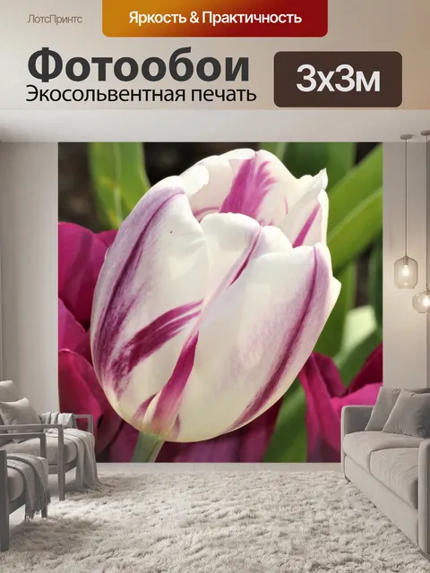 Фотообои Белый и фиолетовый тюльпан крупным плано