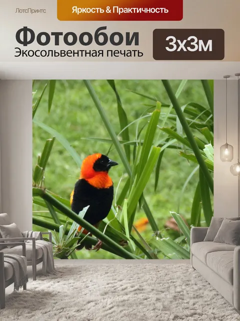 Фотообои южная красная епископская птица на папир