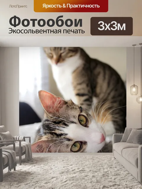 Фотообои Cats