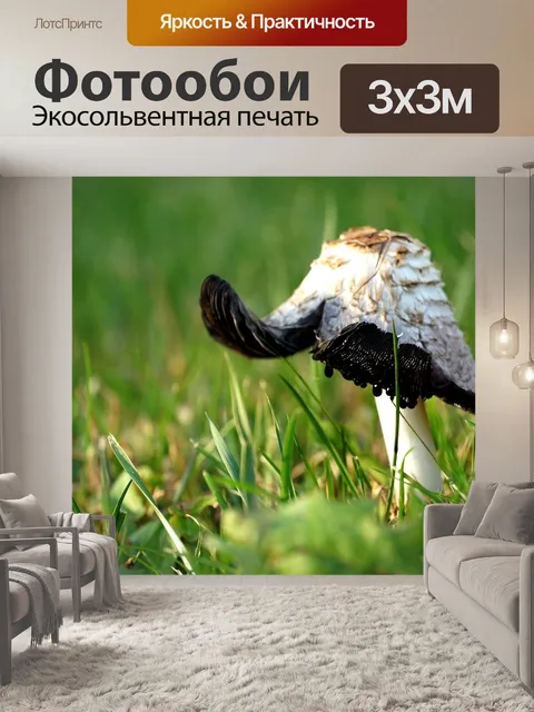 Фотообои Гриб