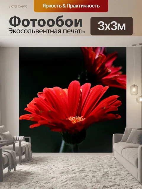 Фотообои Красные герберские ромашки на черном