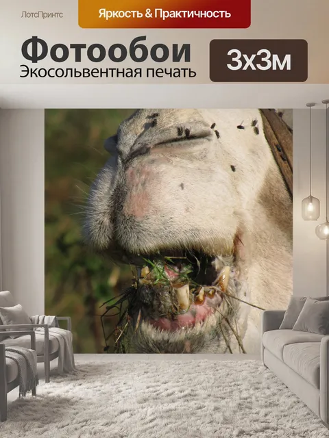 Фотообои Рот, губы и зубы верблюда