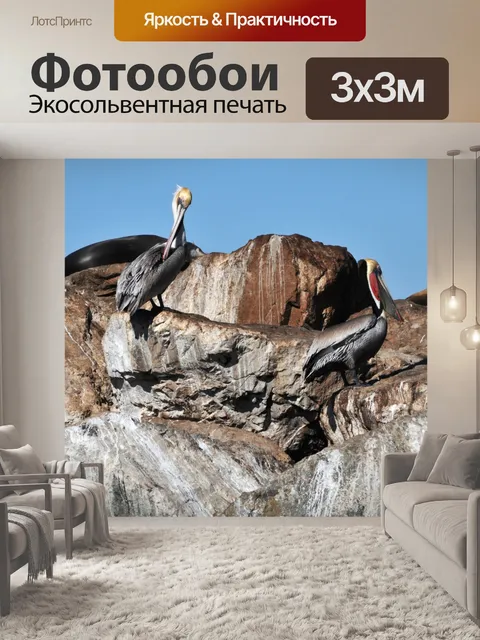 Фотообои Пара пеликанов