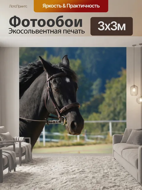 Фотообои Черный конь