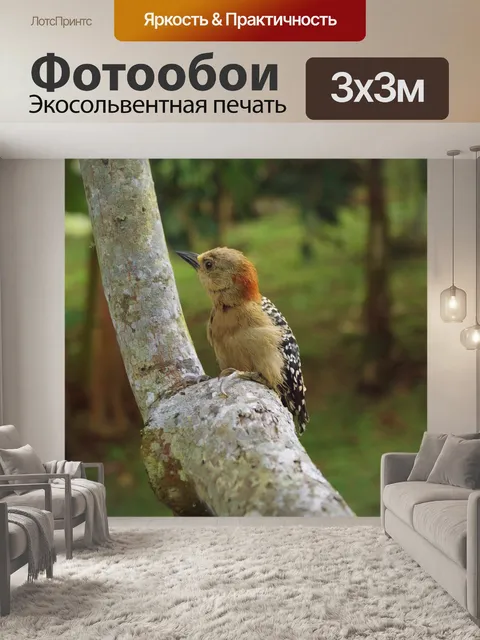 Фотообои Птица