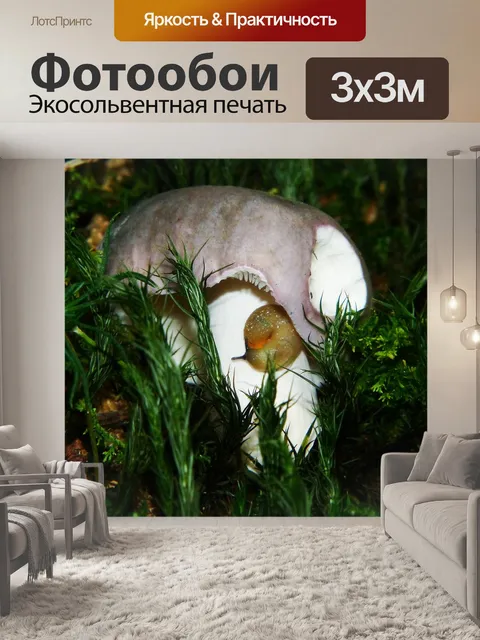 Фотообои Голубь